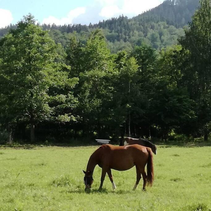 Apartamenty - Domek Bobrowe Zacisze 3 Janowice Wielkie Esterno foto